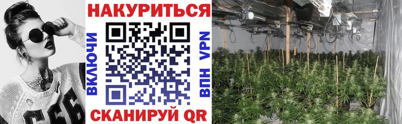 Канабис сатива Старица